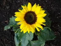 Sonnenblume.webp