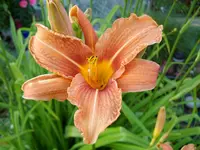 Taglilie.webp