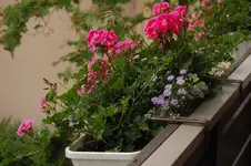 geranien 2.webp