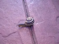Schnecke.webp