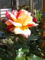 SA500217.webp