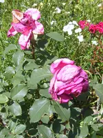 SA500194.webp