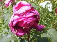 SA500197.webp