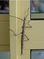 Stabheuschrecke.webp