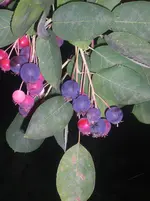 CIMG0873-1.webp