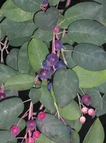 CIMG0872-1.webp