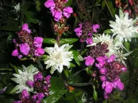 Abends im Garten1.webp