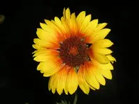 Abends im Garten2.webp