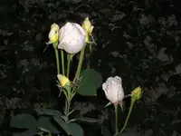Abends im Garten8.webp