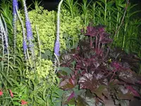 Abends im Garten5.webp