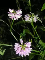 Unkraut in meinem Garten1.webp