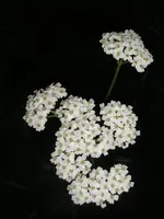 Unkraut in meinem Garten4.webp