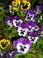 Abends im Garten9.webp