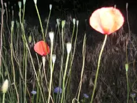Unkraut in meinem Garten6.webp