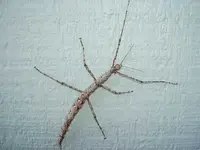 Stabheuschrecke 6 v.webp