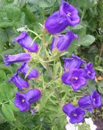 2009 Marienglockenbl. bl 004.webp