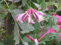 2009 -5 Garten 148.webp