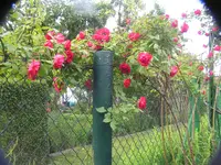 2009 -5 Garten 137.webp