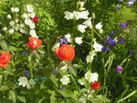 2009  Garten -6 008.webp