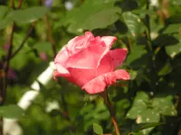 2009  Garten -6 010.webp