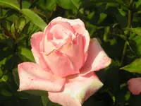 2009  Garten -6 013.webp