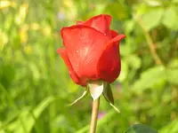 2009  Garten -6 014.webp