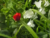 2009  Garten -6 015.webp