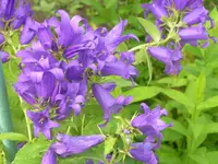 2009  Garten -6 025.webp