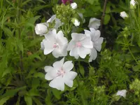 2009  Garten -6 023.webp