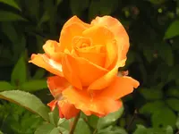 2009  Garten -6 027.webp