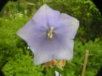 2009  Garten -6 042.webp