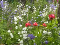 2009  Garten -6 054.webp