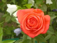2009  Garten -6 064.webp