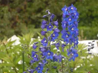 2009  Garten -6 063.webp