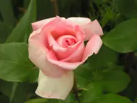 2009  Garten -6 066.webp