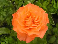 2009  Garten -6 069.webp