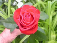 2009  Garten -6 071.webp