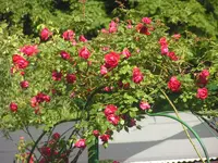 2009  Garten -6 087.webp