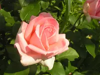 2009  Garten -6 090.webp