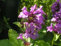 2009  Garten -6 096.webp