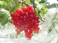 2009  Garten -6 101.webp