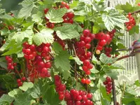 2009  Garten -6 108.webp