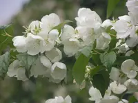2009  Garten -6 117.webp