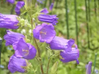 2009  Garten -6 123.webp