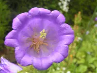 2009  Garten -6 125.webp