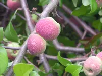 2009  Garten -6 140.webp