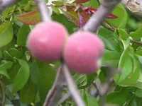 2009  Garten -6 141.webp