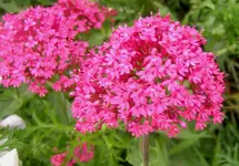 2009  Garten -6 165.webp