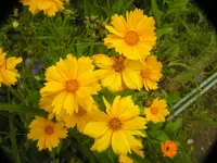 2009  Garten -6 157.webp