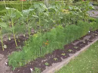 14.Juni 2009 (23).webp